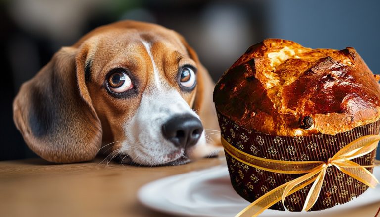 Il cane ha mangiato il Panettone!